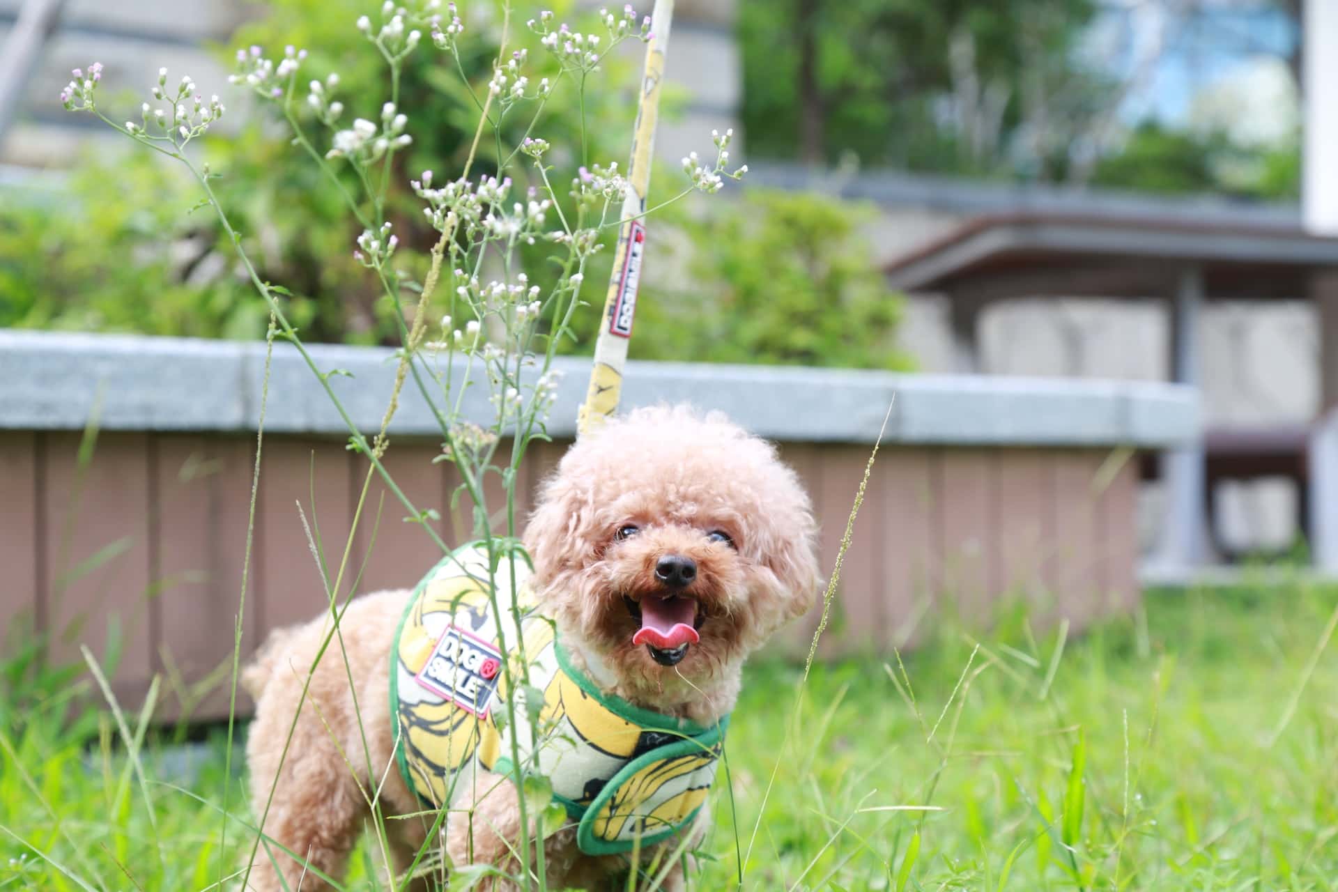 Protéger vos données sensibles de la vulnérabilité POODLE